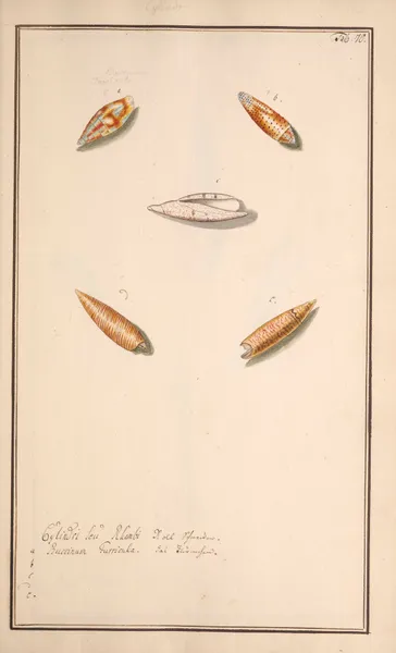 Conchylia picta ad naturam a pictore academico Pl.070 av Andreas Friedrich Happe