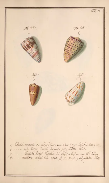 Conchylia picta ad naturam a pictore academico Pl.073 av Andreas Friedrich Happe