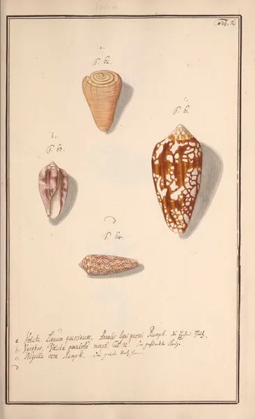Conchylia picta ad naturam a pictore academico Pl.076 av Andreas Friedrich Happe