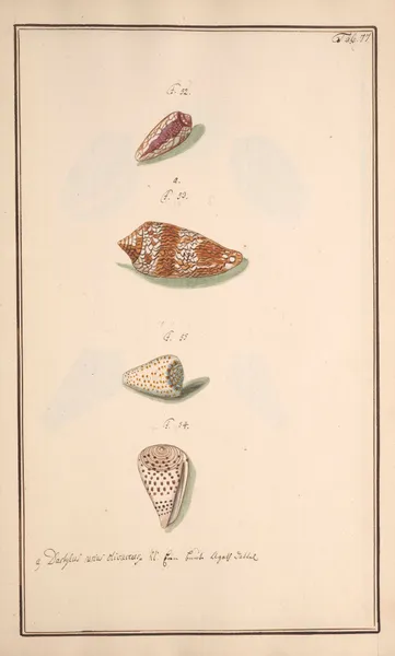 Conchylia picta ad naturam a pictore academico Pl.077 av Andreas Friedrich Happe