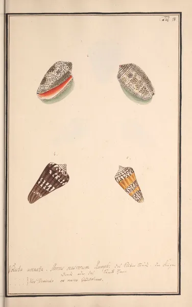 Conchylia picta ad naturam a pictore academico Pl.078 av Andreas Friedrich Happe