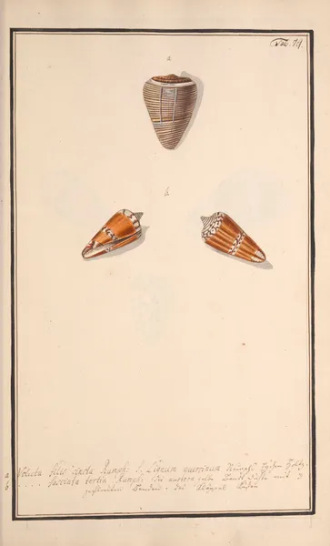 Conchylia picta ad naturam a pictore academico Pl.079 av Andreas Friedrich Happe