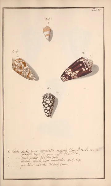 Conchylia picta ad naturam a pictore academico Pl.080 av Andreas Friedrich Happe