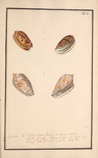 Conchylia picta ad naturam a pictore academico Pl.086 av Andreas Friedrich Happe