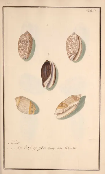 Conchylia picta ad naturam a pictore academico Pl.088 av Andreas Friedrich Happe