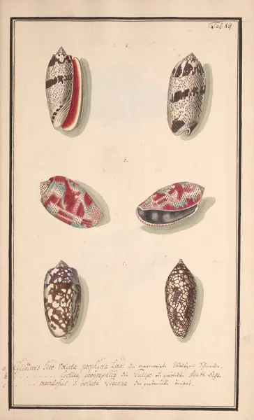 Conchylia picta ad naturam a pictore academico Pl.089 av Andreas Friedrich Happe