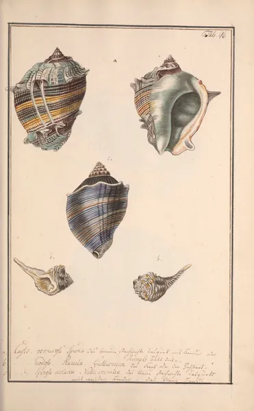 Conchylia picta ad naturam a pictore academico Pl.096 av Andreas Friedrich Happe