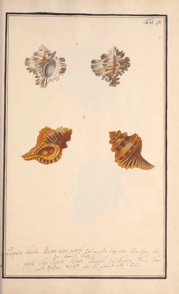 Conchylia picta ad naturam a pictore academico Pl.098 av Andreas Friedrich Happe