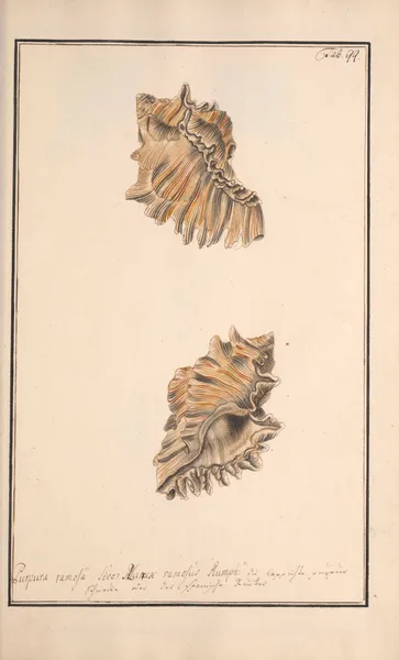 Conchylia picta ad naturam a pictore academico Pl.099 av Andreas Friedrich Happe