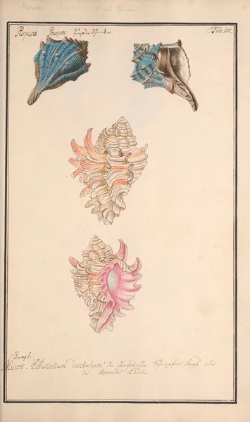 Conchylia picta ad naturam a pictore academico Pl.100 av Andreas Friedrich Happe