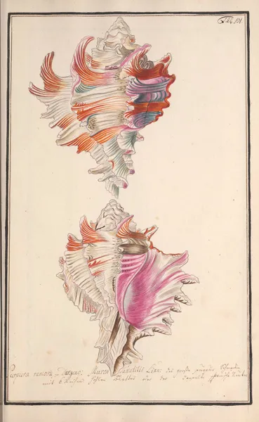 Conchylia picta ad naturam a pictore academico Pl.101 av Andreas Friedrich Happe