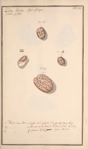 Conchylia picta ad naturam a pictore academico Pl.105 av Andreas Friedrich Happe