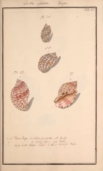 Conchylia picta ad naturam a pictore academico Pl.107 av Andreas Friedrich Happe