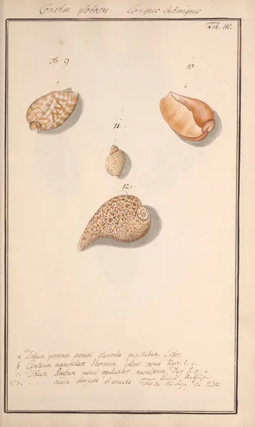 Conchylia picta ad naturam a pictore academico Pl.110 av Andreas Friedrich Happe