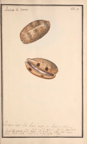 Conchylia picta ad naturam a pictore academico Pl.115 av Andreas Friedrich Happe
