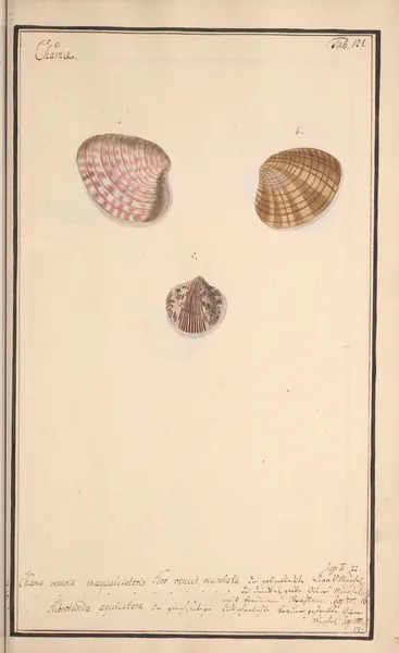 Conchylia picta ad naturam a pictore academico Pl.121 av Andreas Friedrich Happe