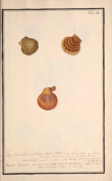 Conchylia picta ad naturam a pictore academico Pl.142 av Andreas Friedrich Happe
