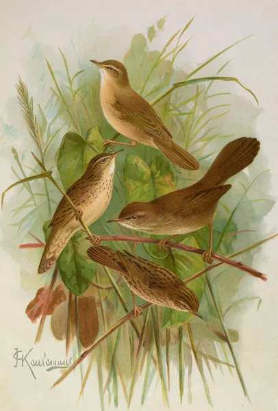 Acrocephalus agricolus Jardon, Cettia cetti (Marm.), Locustella lanceolata (Temm.) av Johann Friedrich Naumann