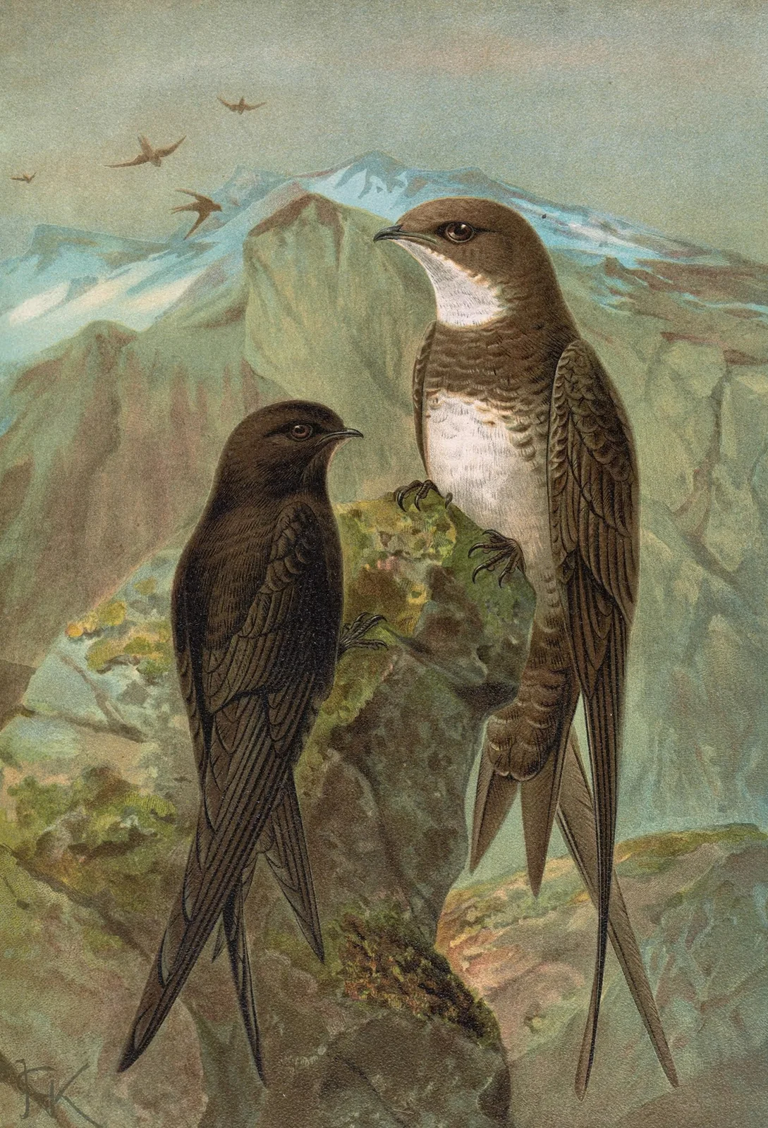 Apus apus, Apus melba av Johann Friedrich Naumann