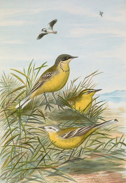 Budytes taivanus Swinhoe, Budytes flavus beema Sykes, Budytes flavus borealis (Sundevall) av Johann Friedrich Naumann