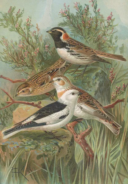 Calcarius lapponicus, Plectrophenax nivalis av Johann Friedrich Naumann
