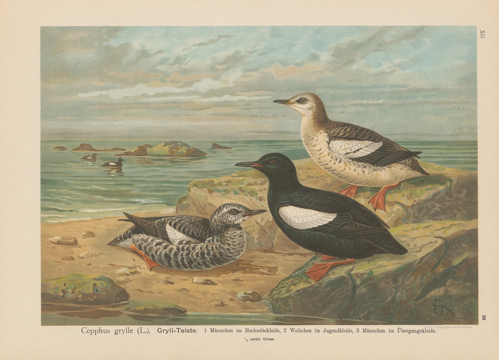 Cepphus grylle av Johann Friedrich Naumann