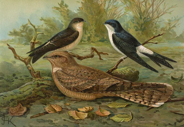 Chelidonaria urbica, Caprimulgus aegyptius Lichtenstein av Johann Friedrich Naumann
