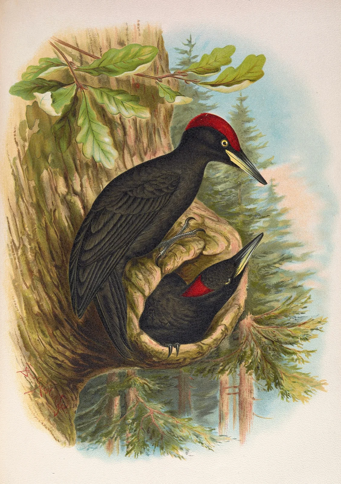 Dryocopus martius av Johann Friedrich Naumann