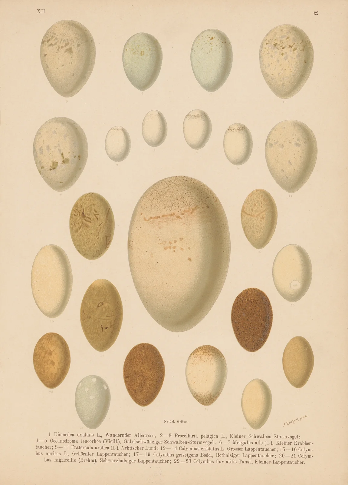 Eiertafel av Johann Friedrich Naumann