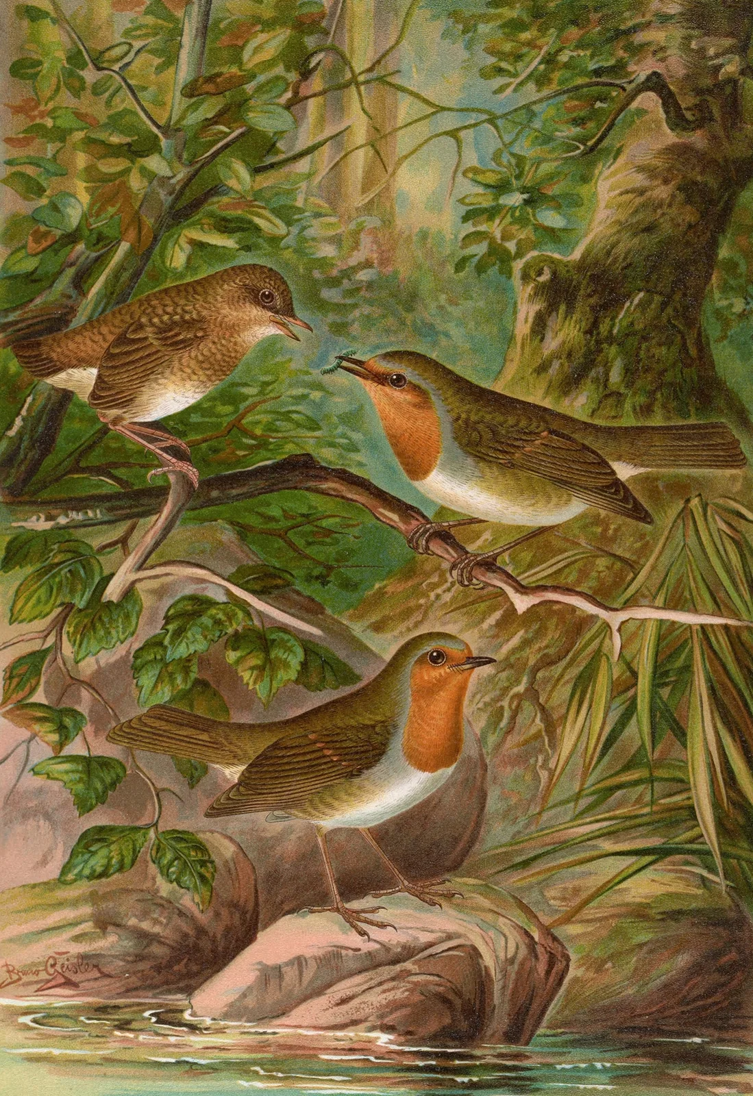 Erithacus rubeculus av Johann Friedrich Naumann