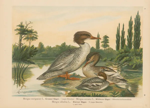Mergus merganser, Mergus serrator, Mergus albellus – nr 2 av Johann Friedrich Naumann