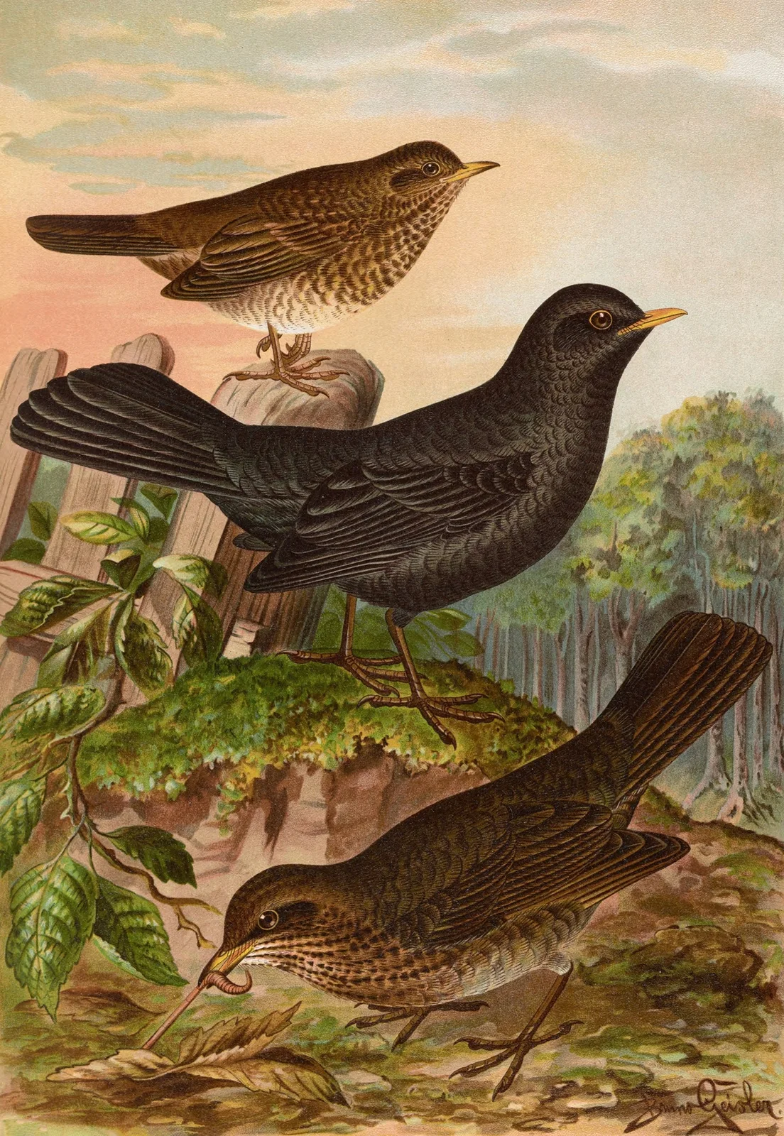 Turdus merula av Johann Friedrich Naumann