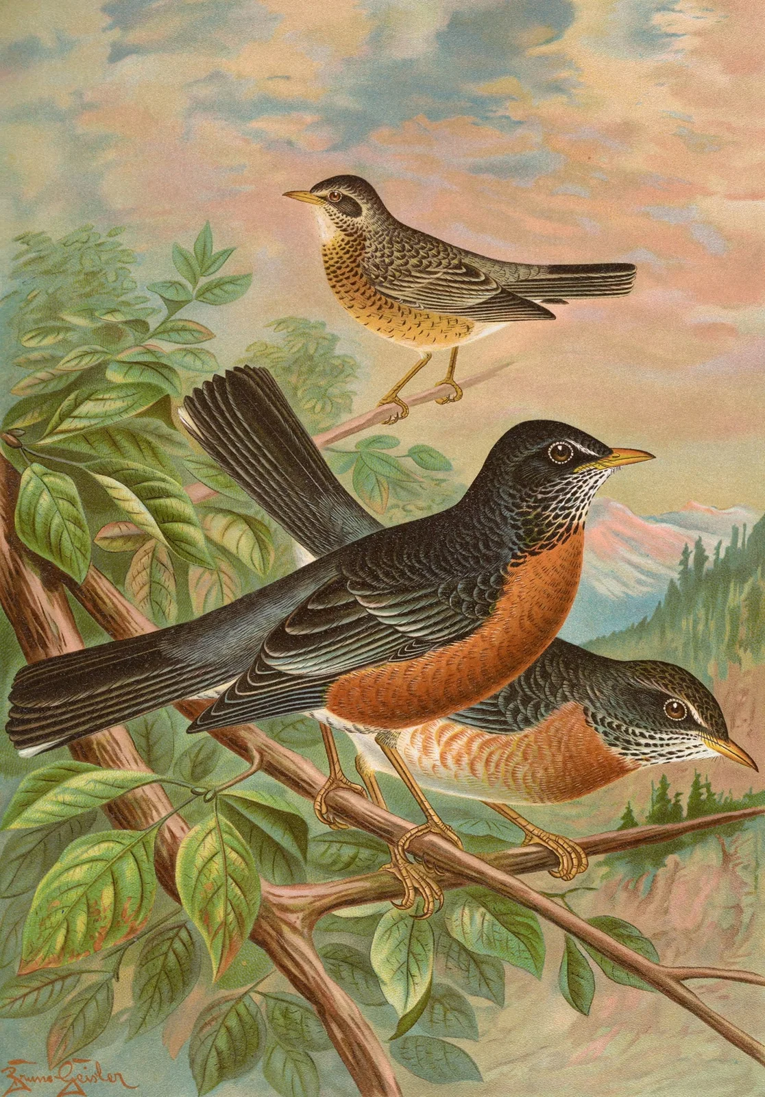 Turdus migratorius av Johann Friedrich Naumann