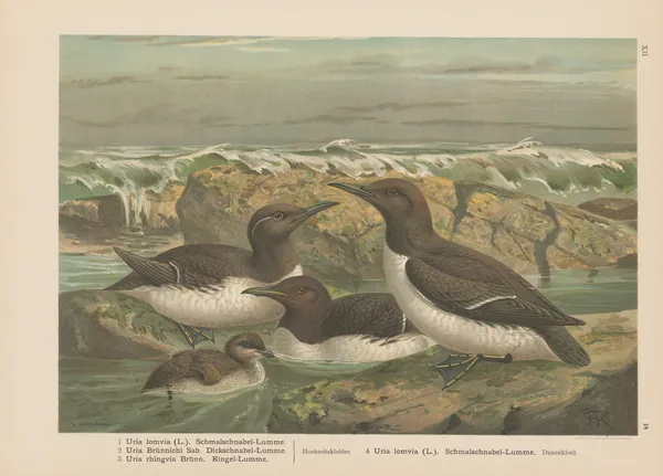 Uria lomvia, Uria Brünnichi, Uria rhingvia – nr 2 av Johann Friedrich Naumann