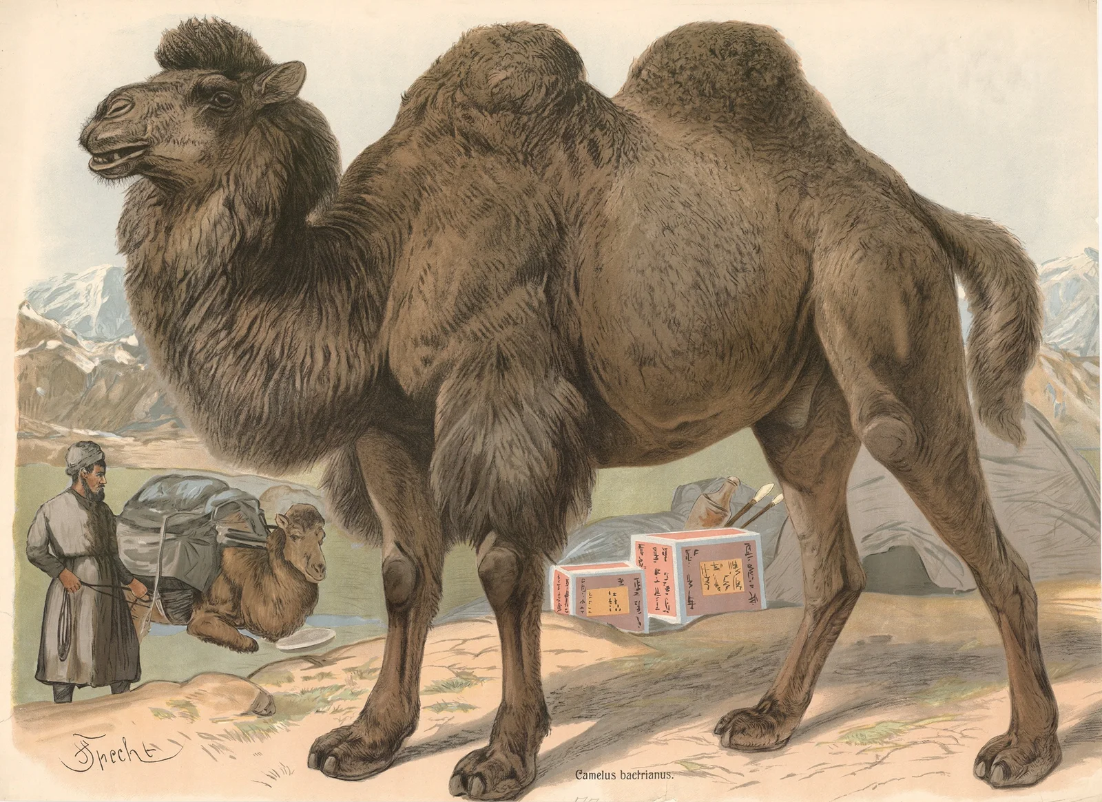 Bactrian camel (Camelus bactrianus) av Friedrich Specht