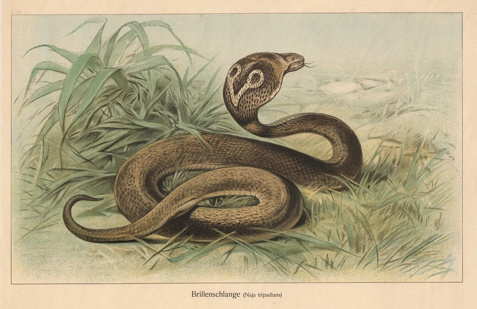 Brillenschlange. (Naja tripudians) av Friedrich Specht