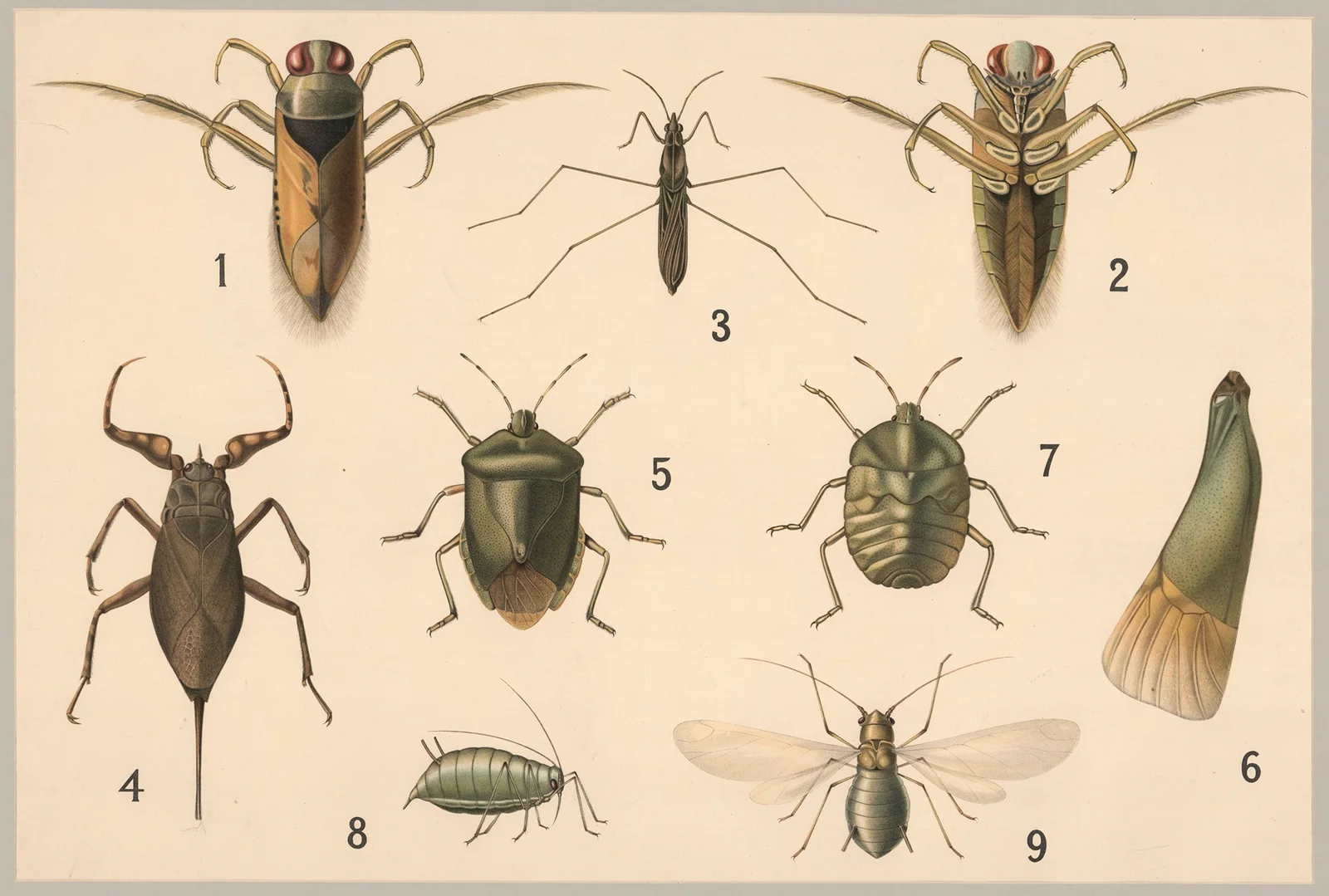 Bugs and aphids av Friedrich Specht