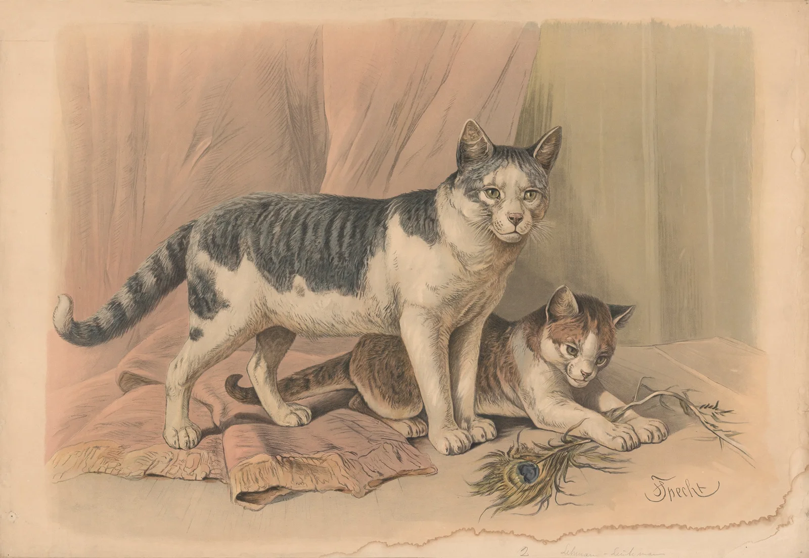 Cat av Friedrich Specht