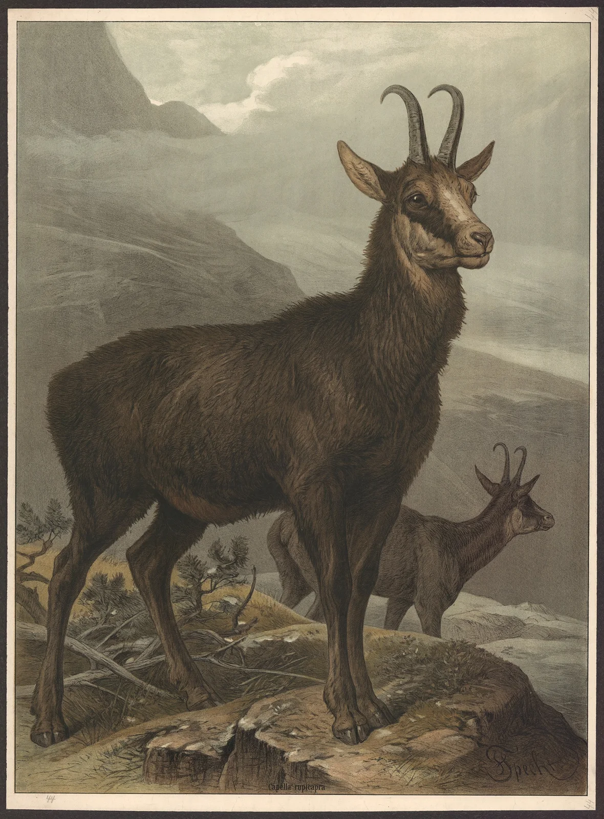 Chamois av Friedrich Specht
