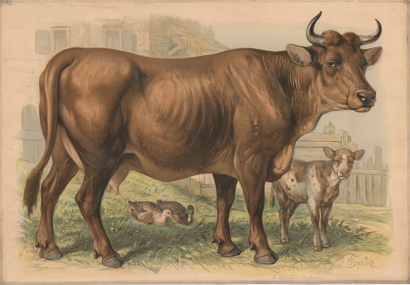 Cow av Friedrich Specht