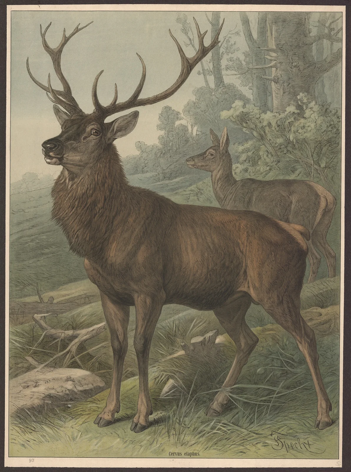 Deer av Friedrich Specht