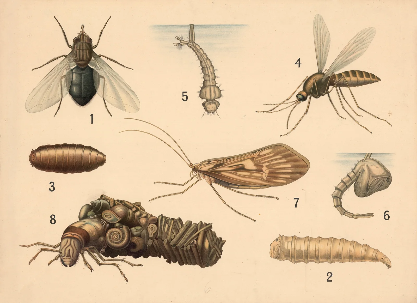 Diptera and spring flies av Friedrich Specht