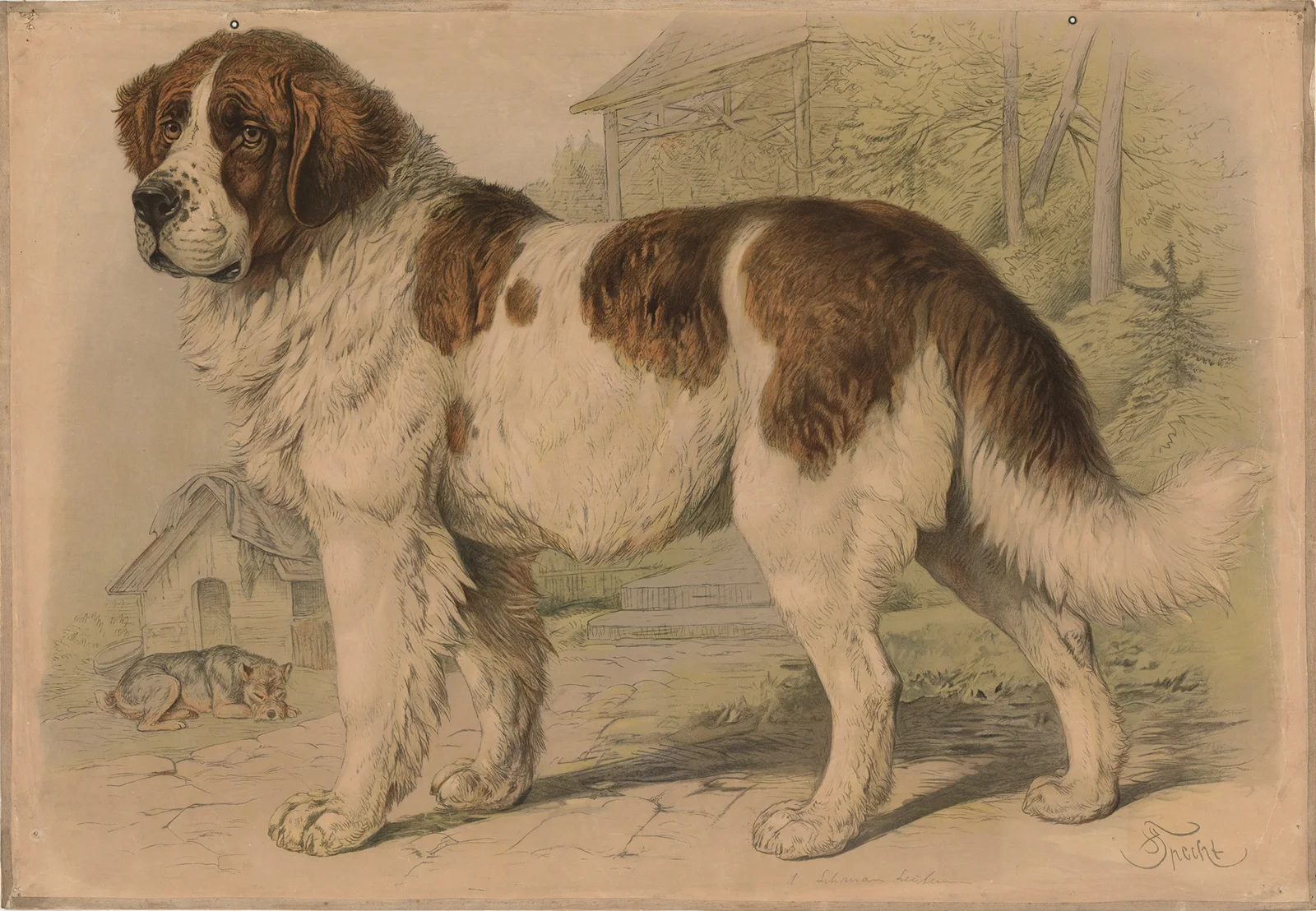 Dog av Friedrich Specht
