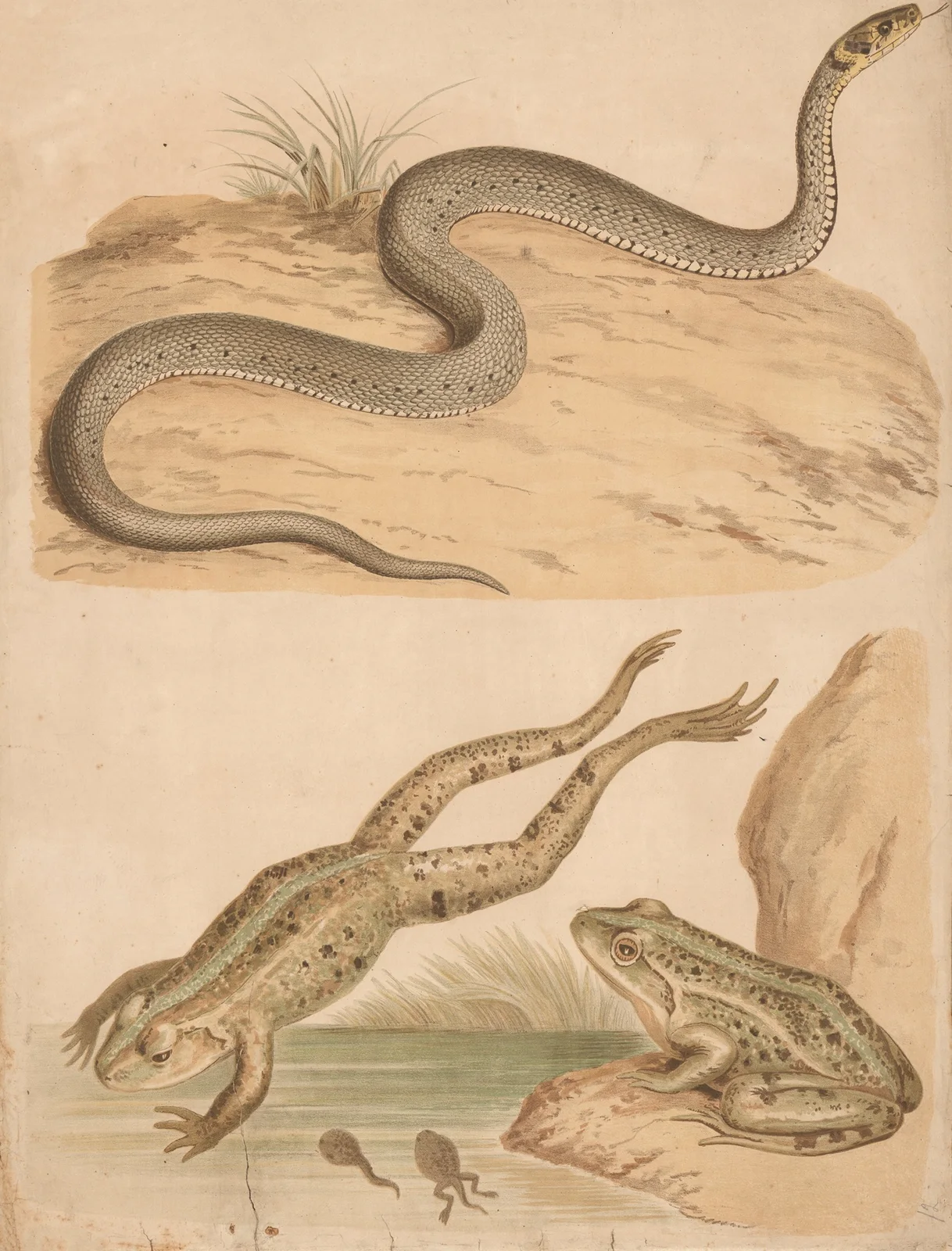 Frog and rattlesnake av Friedrich Specht