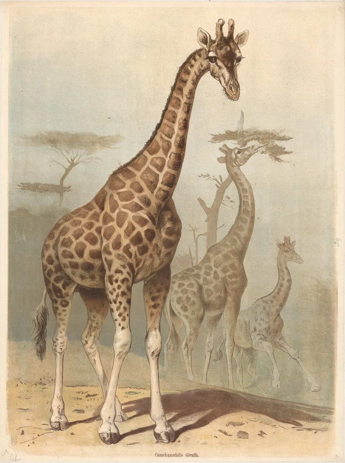 Giraffe av Friedrich Specht