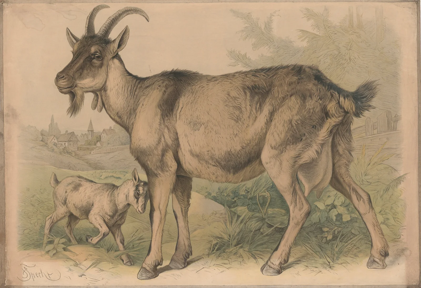 Goat av Friedrich Specht