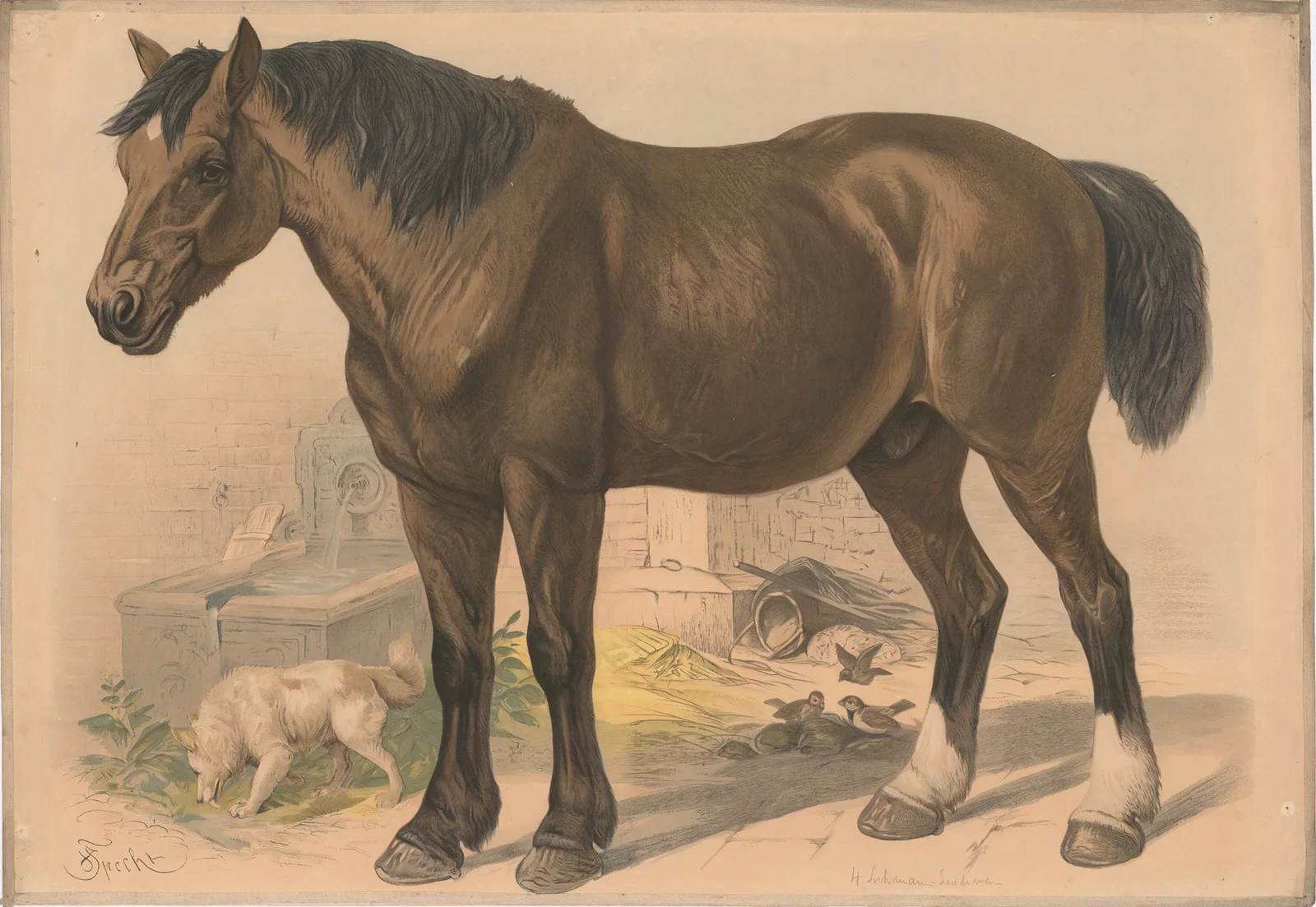 Horse av Friedrich Specht