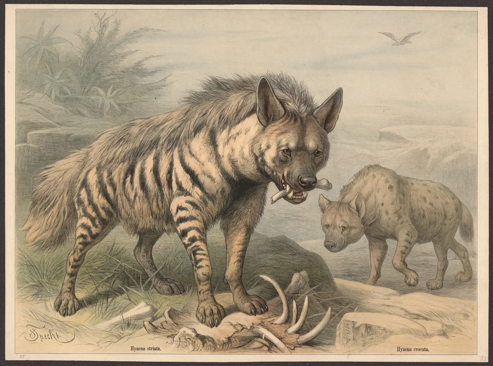 Hyaena striata. Hyaena crocuta av Friedrich Specht