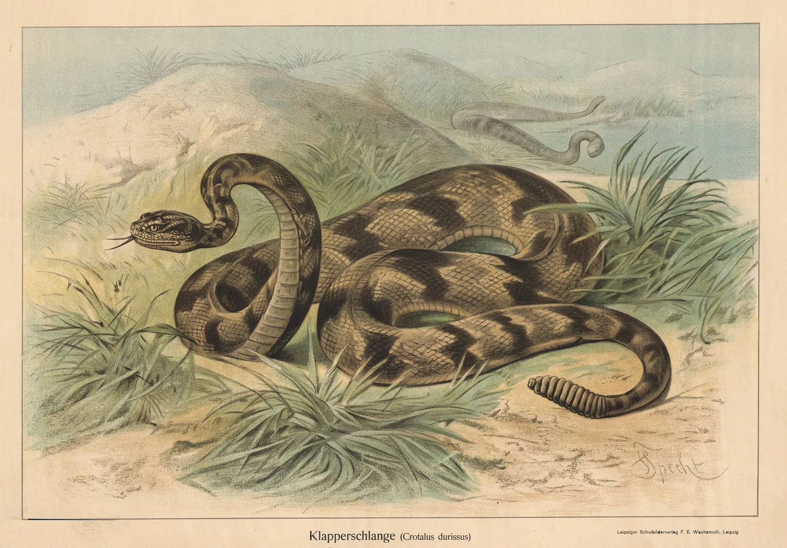 Klapperschlange (Crotalus durissus) av Friedrich Specht