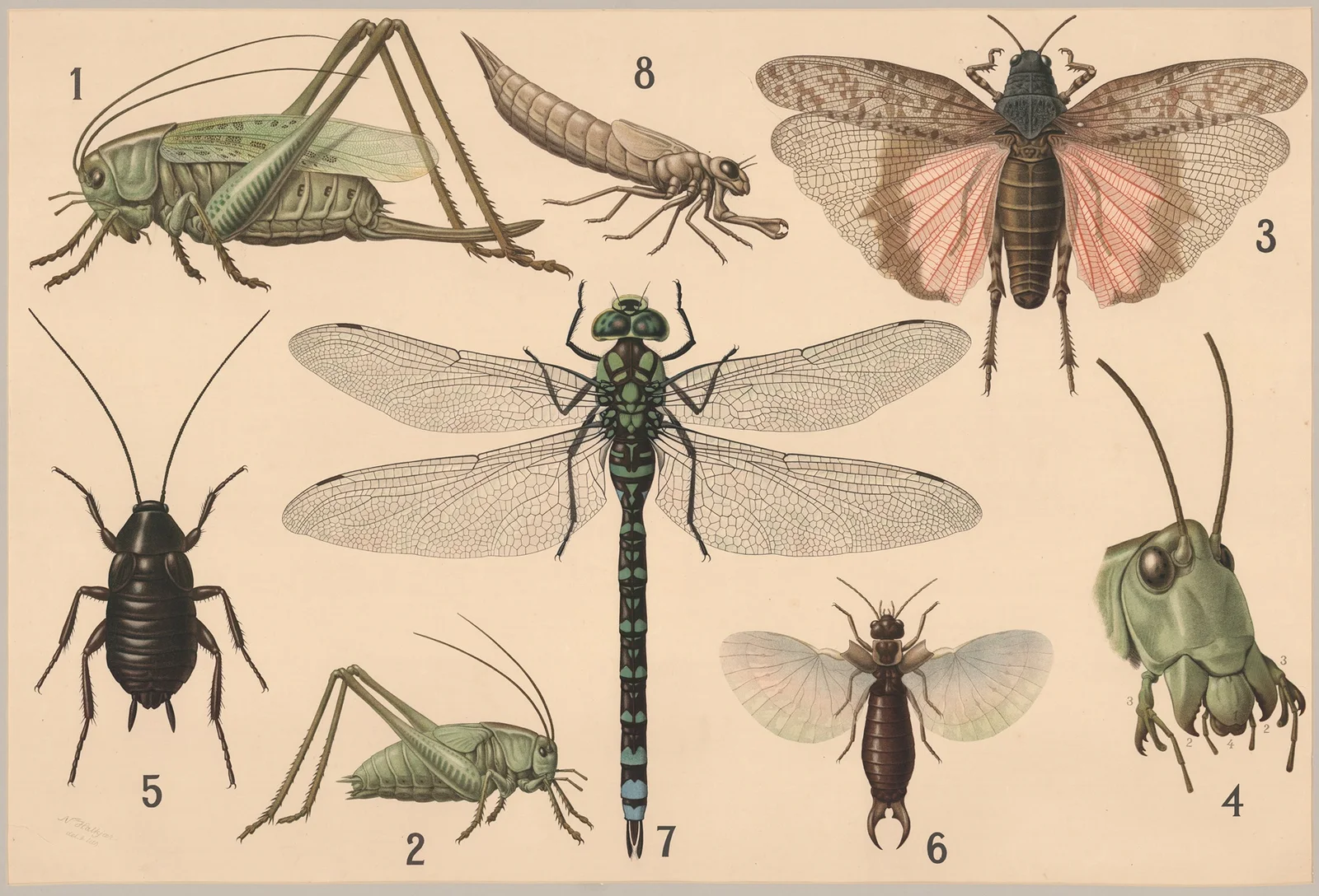 Orthoptera av Friedrich Specht